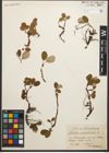 Foto von Salix reticulata L.